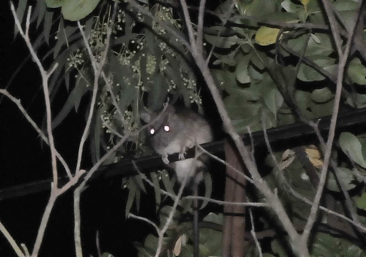 Mammifero misterioso...Ratto dei tetti